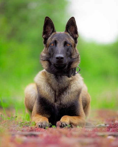 22 Dogs That Look Like German Shepherds - Hoppla! - The Goody Pet