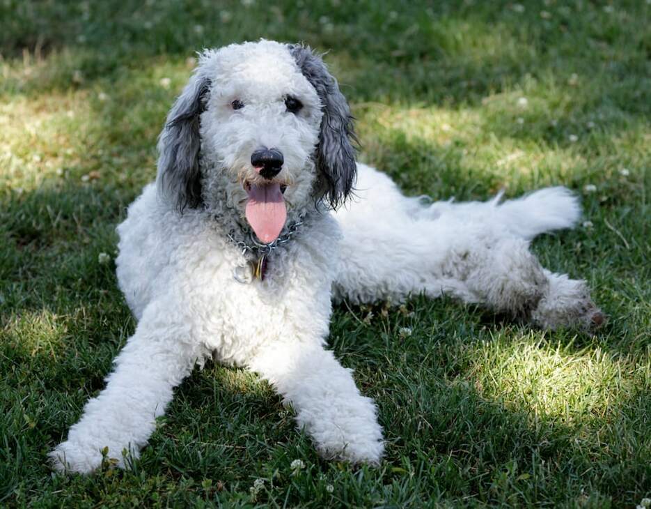 Bernedoodle VS Goldendoodle 16 Surprising Differences The Goody Pet