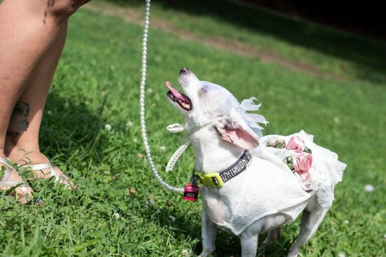 7 Best ChewProof (Indestructible) Dog Collars The Goody Pet