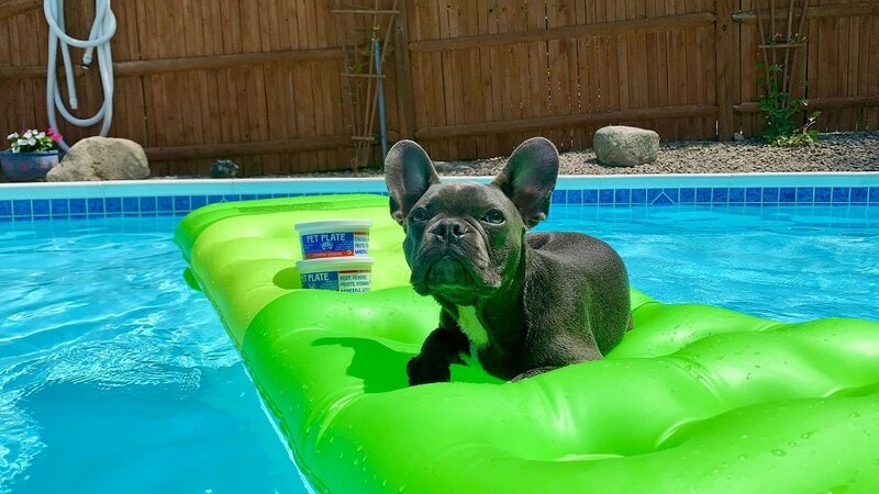 6 Best Dog Pool Floats Rafts July