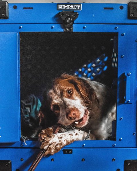 dog travel crate iata