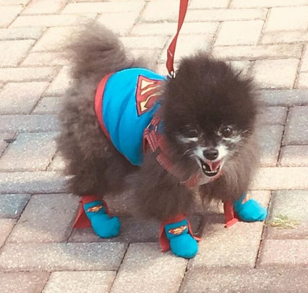 5 Best Summer Dog Shoes For Hot Pavement (April 2024 Reviews) The