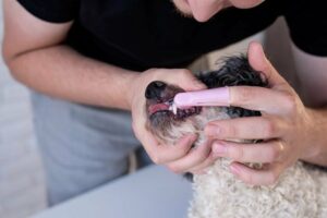 What Are Some Common Bichon Frise Health Issues A Comprehensive Guide What Are Some Common Bichon Frise Health Issues A Comprehensive Guide