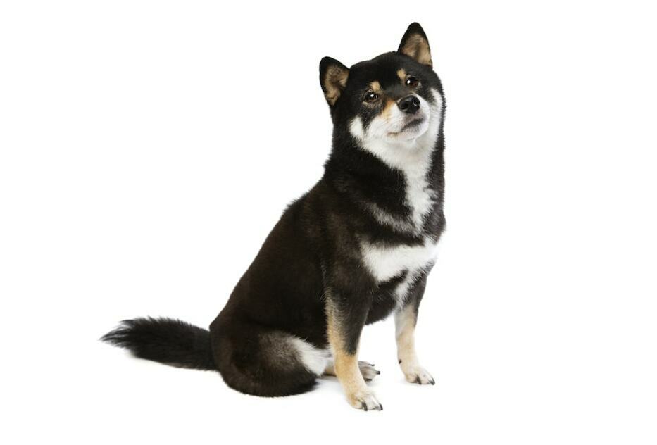 Black And Tan Shiba Inu Your Complete Breed Guide The Goody Pet