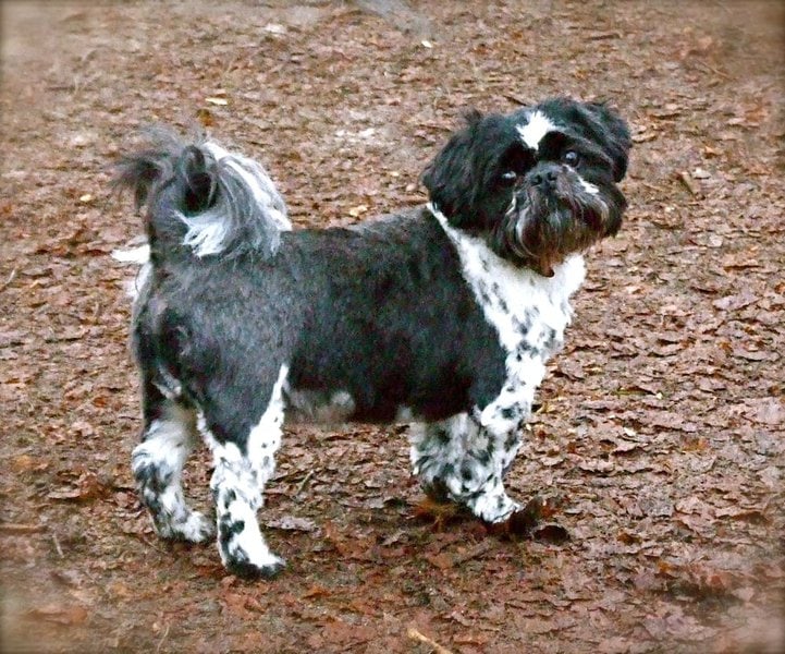 Black And White Shih Tzu - Your Complete Breed Guide
