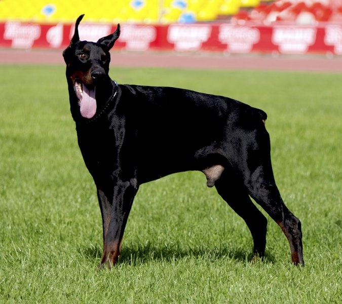 How Often Should You Bathe A Doberman