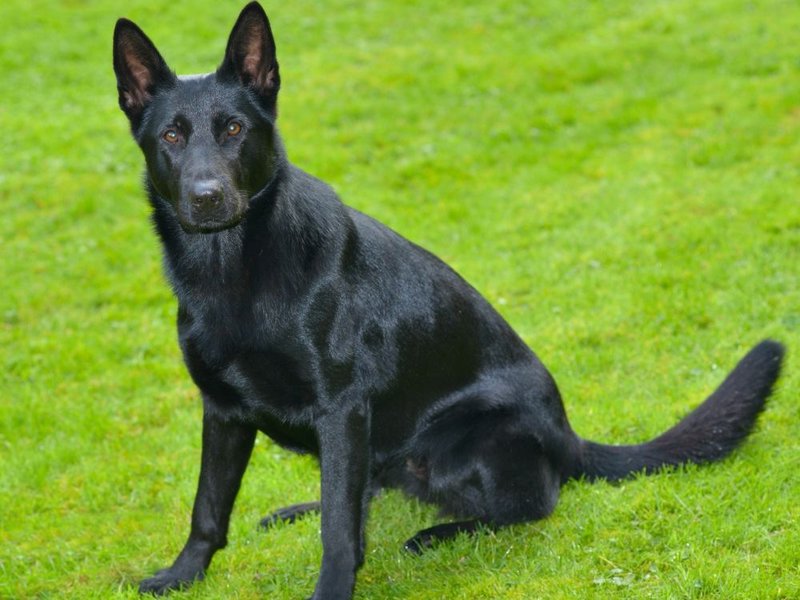 Are Black German Shepherds More Expensive