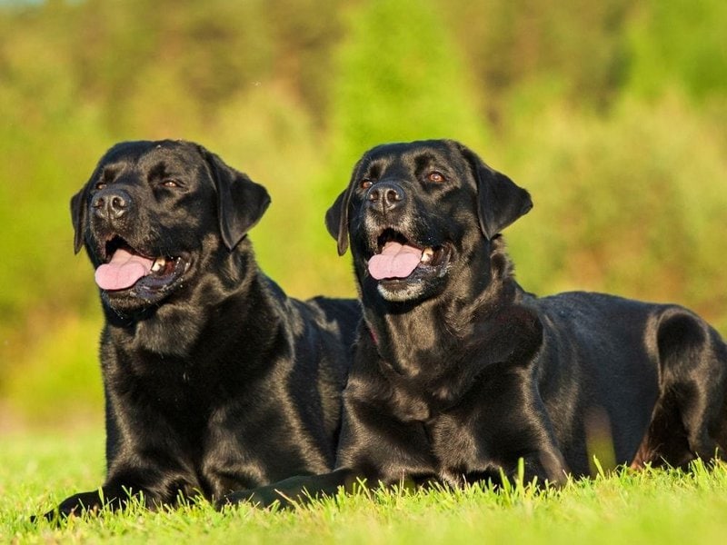Black Labrador Your Complete Breed Guide The Goody Pet
