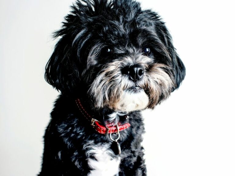 Black Maltese Not A Purebred Maltese! The Goody Pet