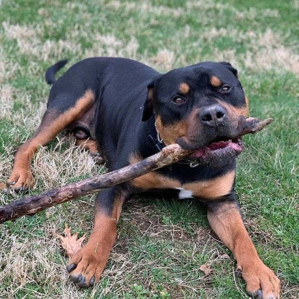 36 Beautiful Colors And Patterns Of A Pitbull The Goody Pet