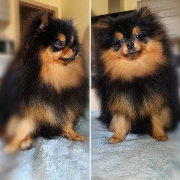 Do Black Pomeranian Puppies Change Color