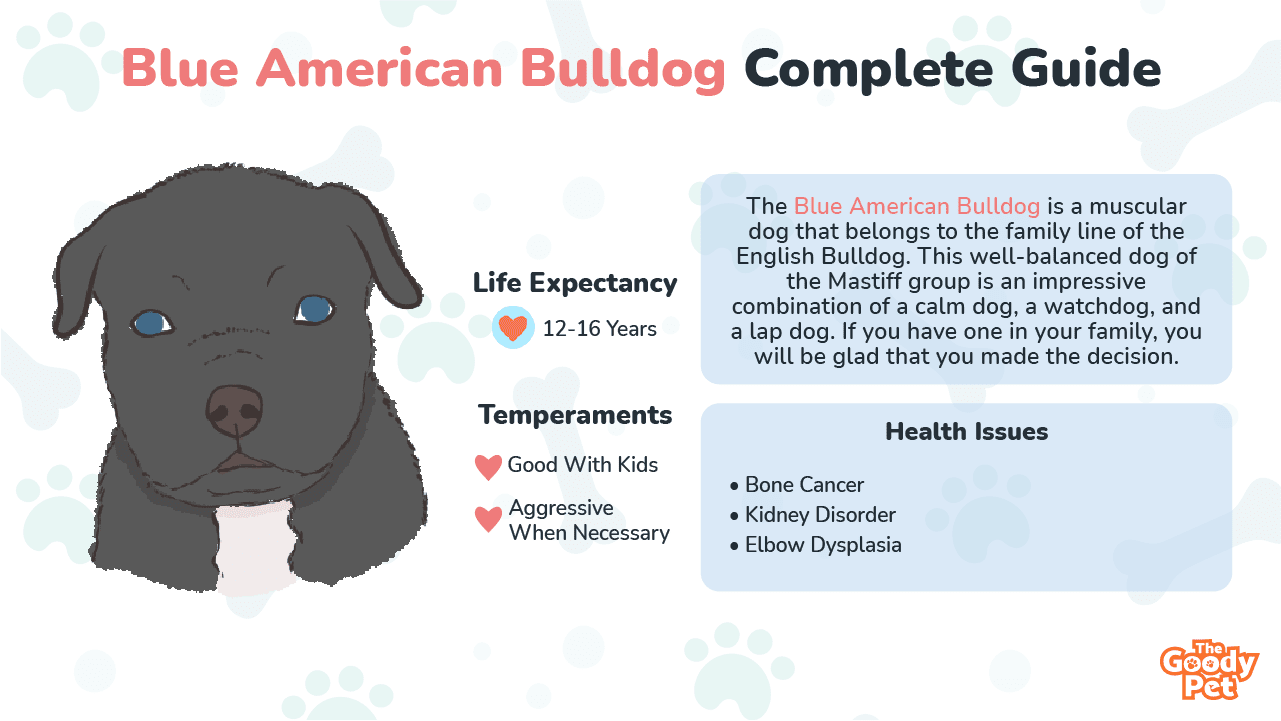 how often do american bulldogs shed