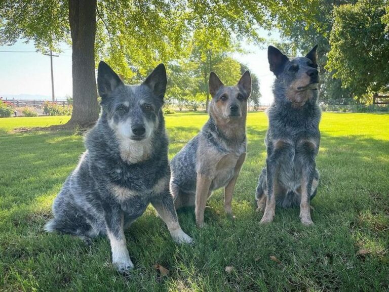 243 Blue Dog Names That Keep The Blues Away The Goody Pet