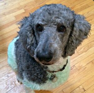 42 Enchanting Colors And Patterns Of A Poodle - The Goody Pet