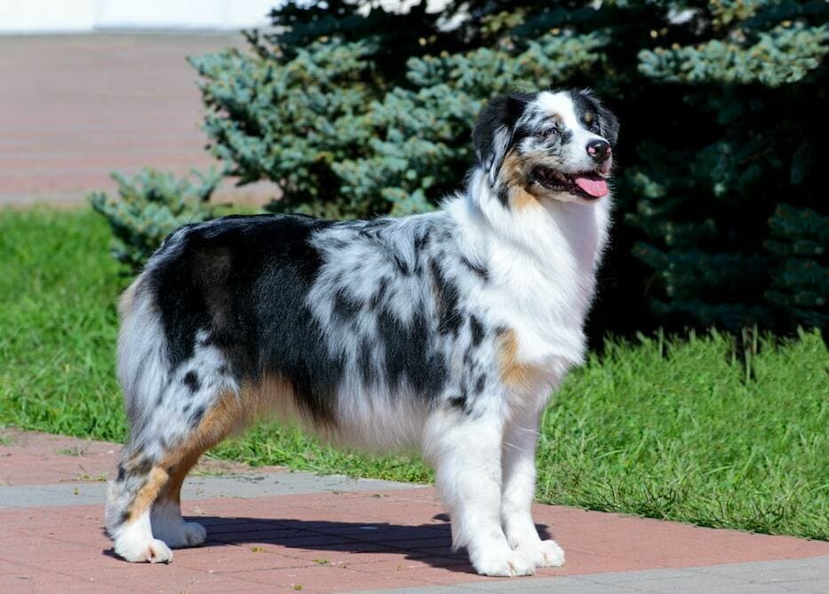 whats the difference between a border collie and australian shepherd