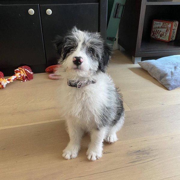 Border Collie Poodle Mix Your Complete Breed Guide To The Bordoodle The Goody Pet