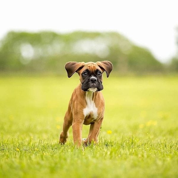32 Most Trainable Dog Breeds (We Did The Research) - The Goody Pet
