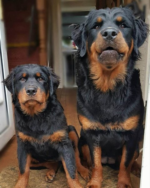 are rottweilers considered long hairor short hair