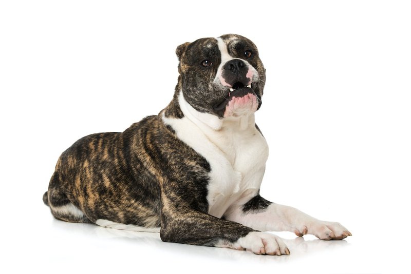 Brindle sales dog names