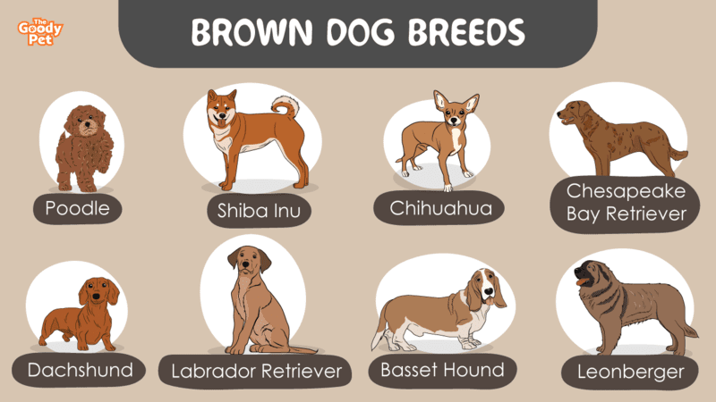 22 Brown Dog Breeds That Chocoholics Will Favor - The Goody Pet