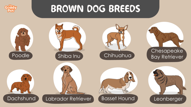 which of the following is a breed of dogs