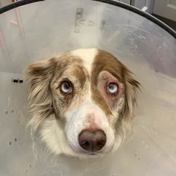 How Much Does A Dog Cataract Surgery Cost? And Its Importance The Goody Pet