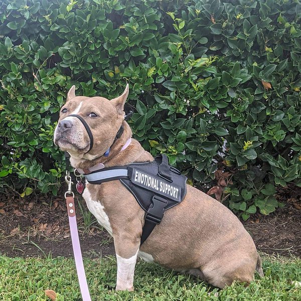 How To Get An Emotional Service Support Dog? And The Costs For