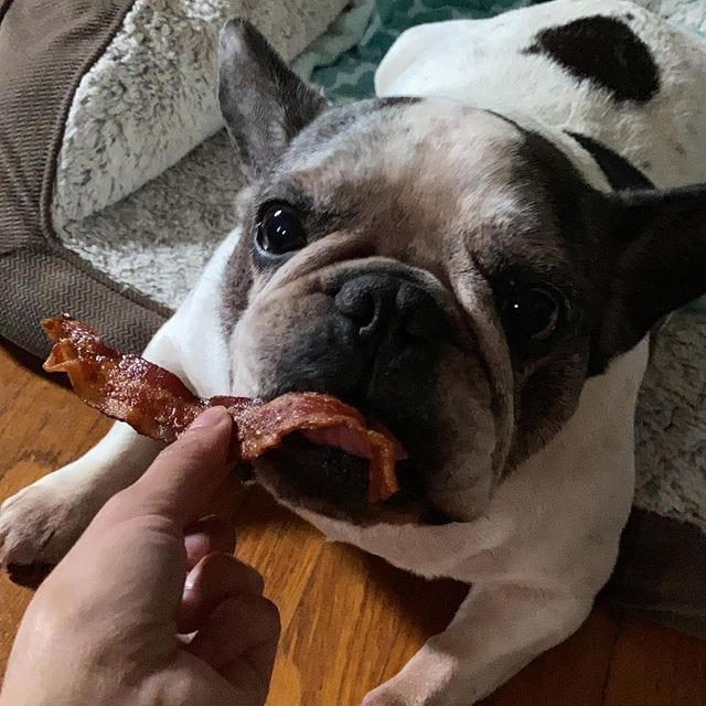 Is It OK To Put Bacon Grease On Dog Food KeepingDog