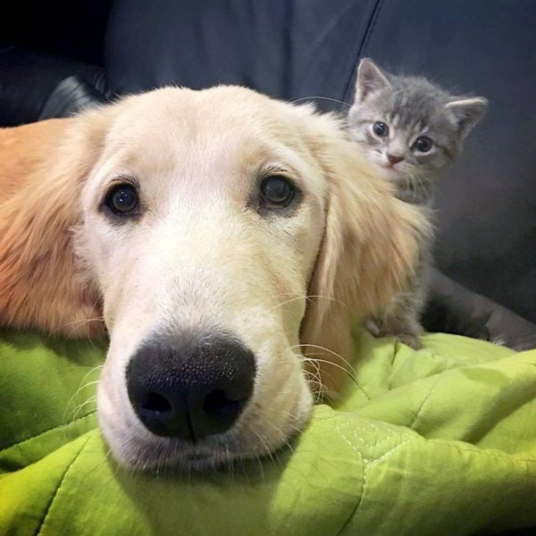 Can Cats Get Parvo From Dogs? What Are The Chances That This Will Happen? The Goody Pet