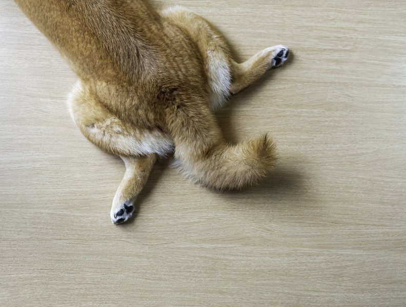 Can Dogs Break Their Tails? Insights To Understanding Tail Trauma The