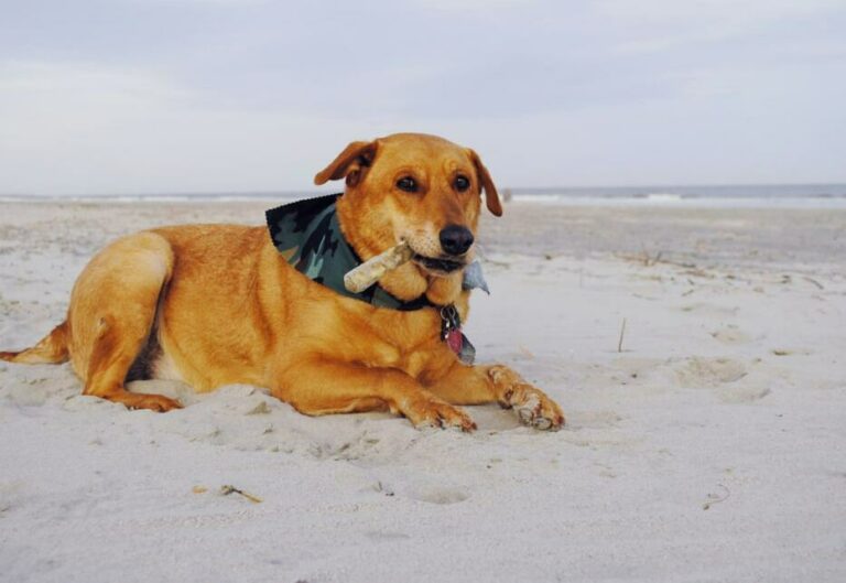 Can Dogs Chew On Deer Antlers? Is It Safe? The Goody Pet