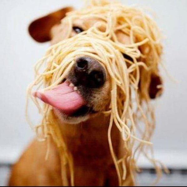 Can Dogs Eat Pasta Noodles? What Kind Of Pasta Will Dogs Find Delicious