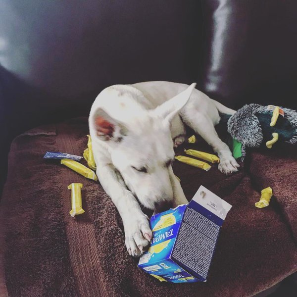 Why Do Dogs Eat Tampons? And What You Should Do To Help Them The Goody Pet