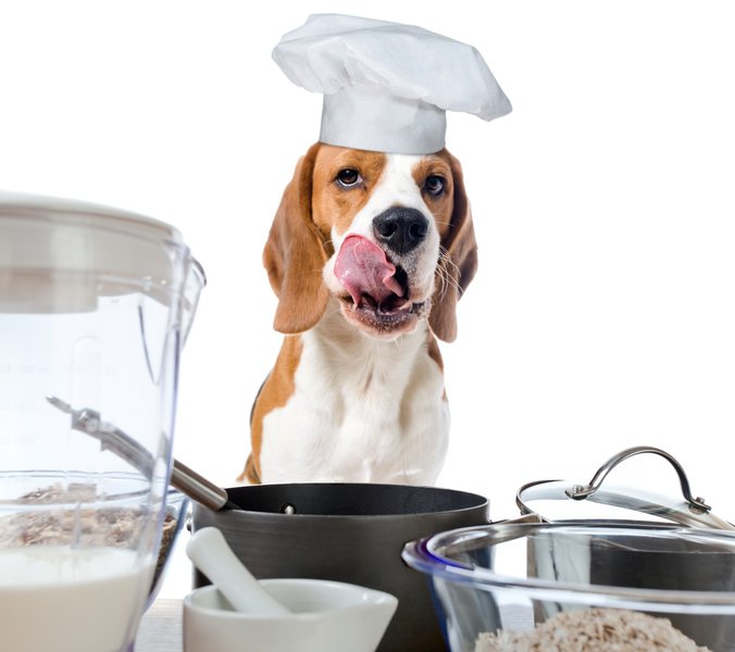 Can Dogs Drink Oat Milk Only In Moderation The Goody Pet