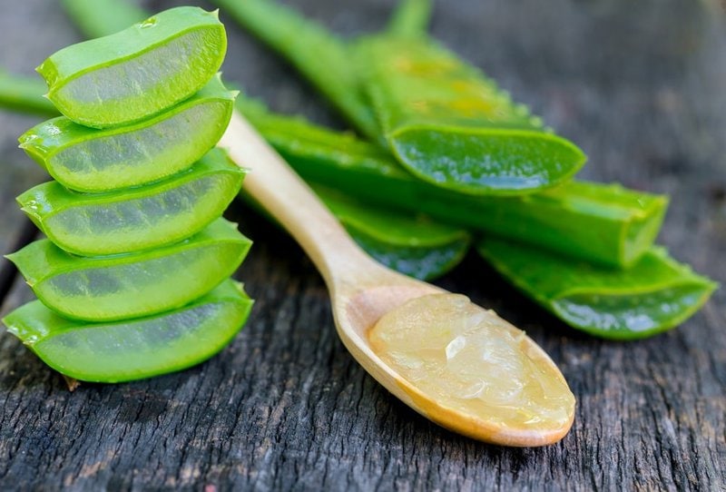 Can Dogs Eat Aloe Vera? Here's Why They Can't The Goody Pet