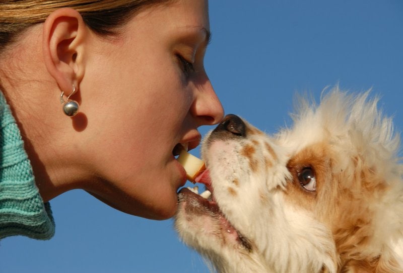 Can Dogs Eat American Cheese? Only In Moderation The Goody Pet