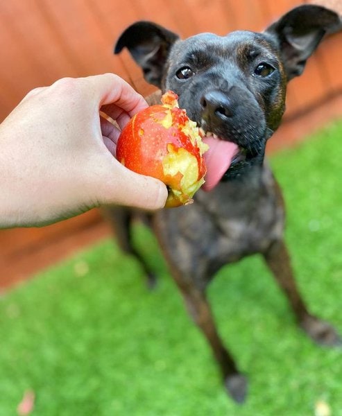 can dog eat apple skins