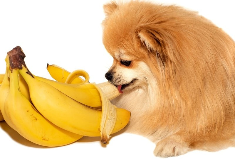 do banana peels make dogs sick