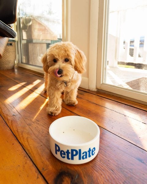 can-dogs-eat-beef-broth-here-s-why-it-is-beneficial-to-your-dog-the