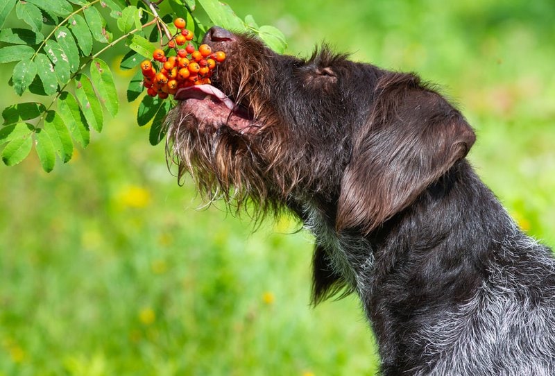 11+ Can Dogs Eat Golden Berries LeonardEsat