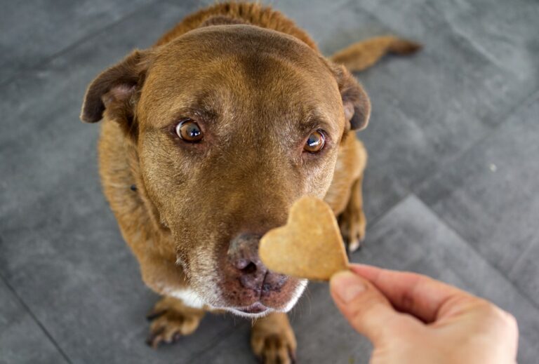 Can Dogs Eat Biscuits Yes But What Kinds The Goody Pet Can Dogs Eat Biscuits Yes But What Kinds The Goody Pet