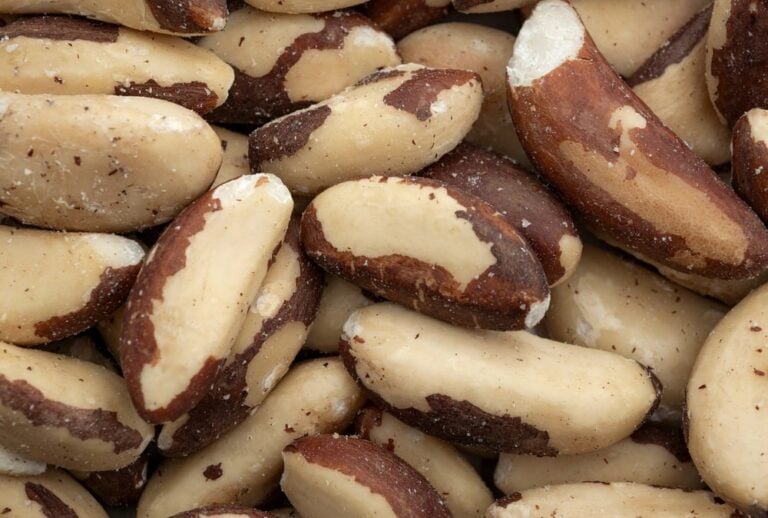 Can Dogs Eat Brazil Nuts? Here Are The 4 Reasons Why They Should Not