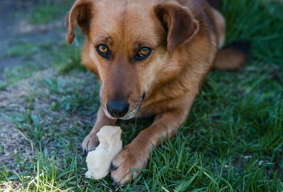 Can Dogs Eat Bread Crust? Is It Safe? The Goody Pet