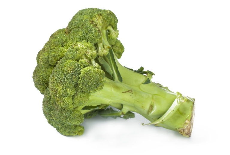 Can Dogs Eat Broccoli Stems