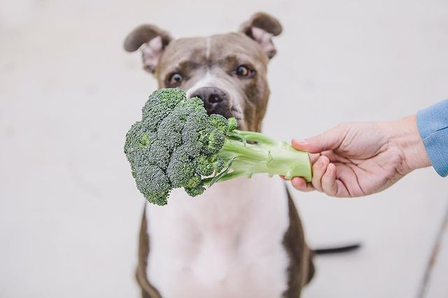 Can Dogs Eat Broccoli 