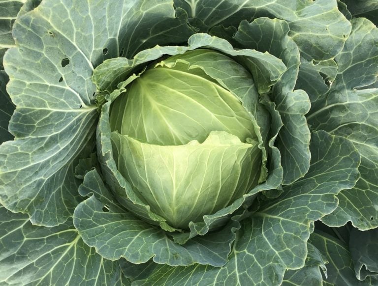 Can Dogs Eat Cabbage Cooked Or Raw The Goody Pet