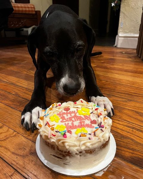 can a dog eat cake