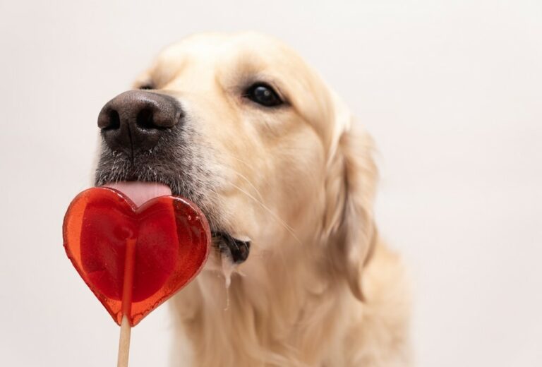 Can Dogs Eat Candy? Here Are The 6 Candies To Avoid, Especially During