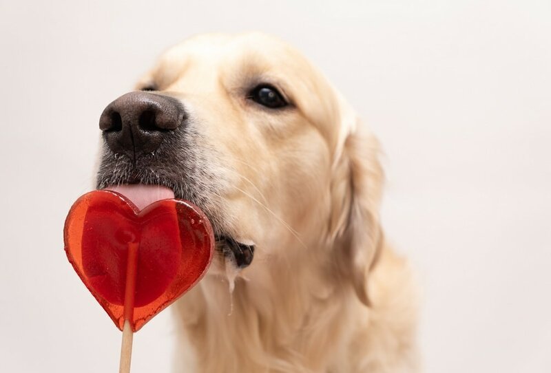 Can Dogs Eat Candy? Here Are The 6 Candies To Avoid, Especially During