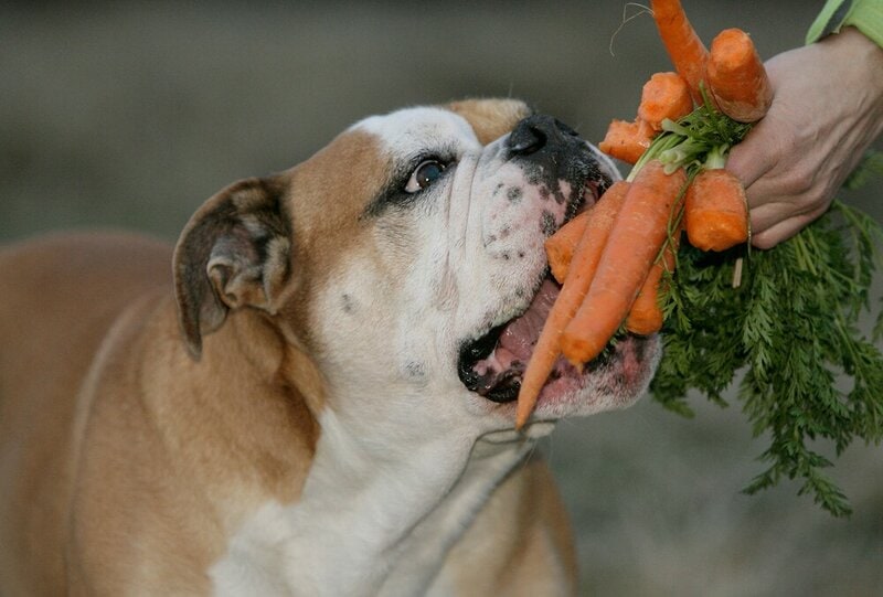 how many carrots can i feed my dog